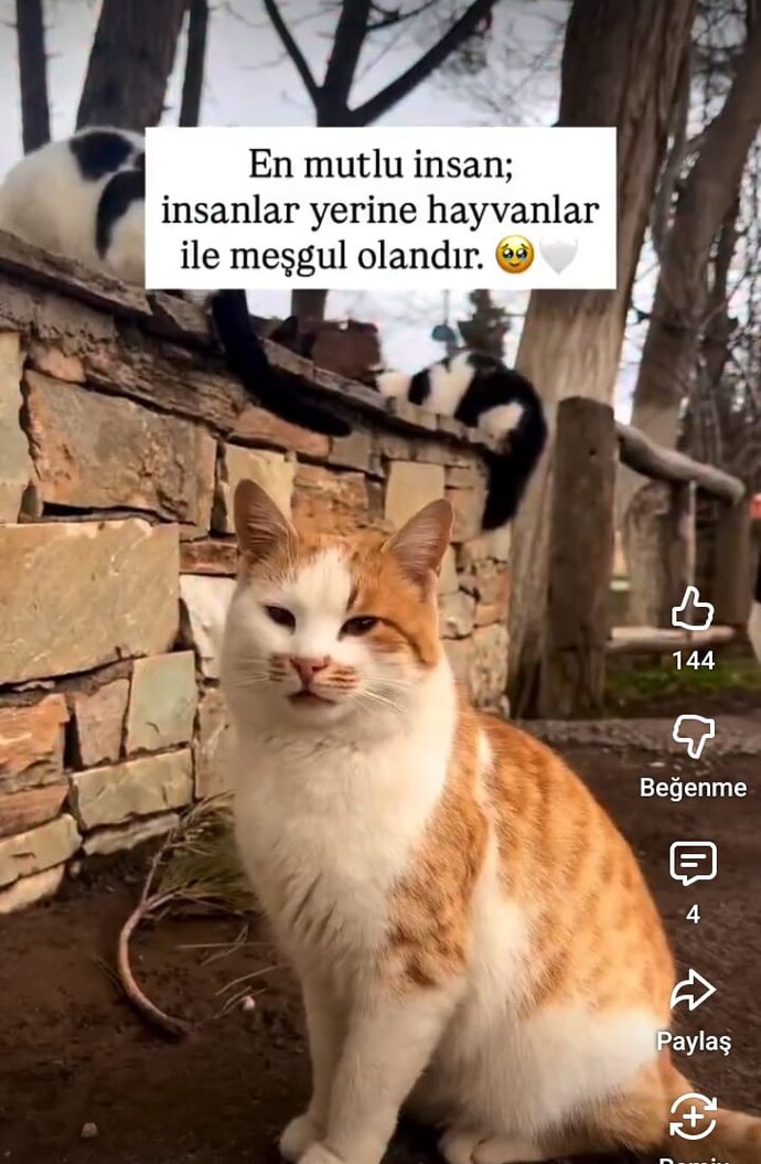 Kedi koleksiyonu mu görmek ister misin?