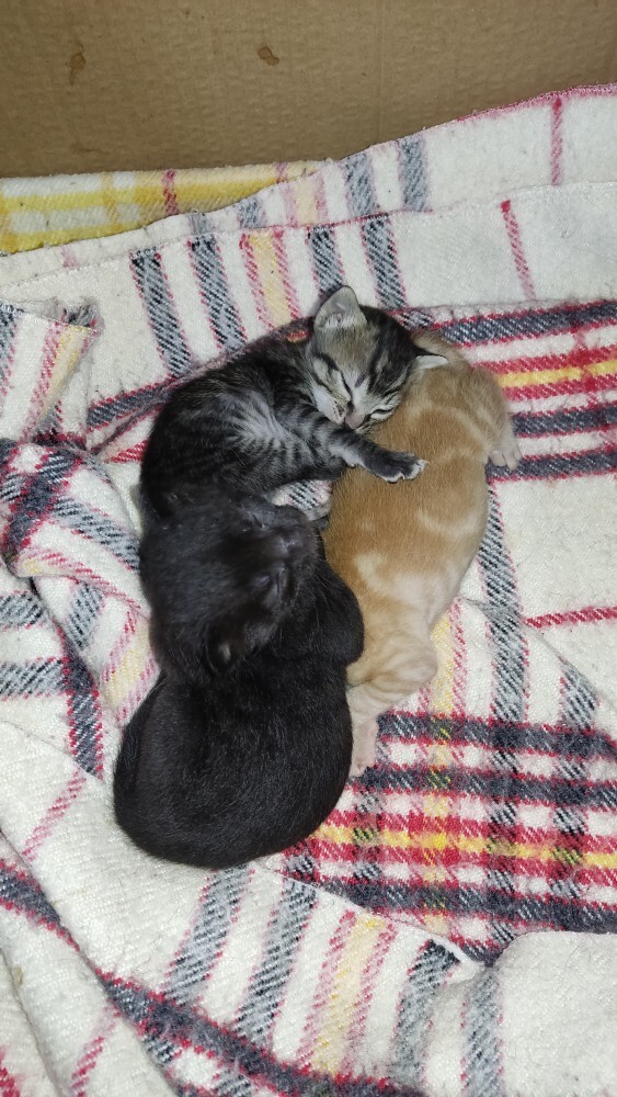 Kedi koleksiyonu mu görmek ister misin?