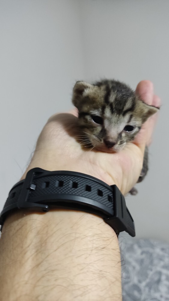 Kedi koleksiyonu mu görmek ister misin?