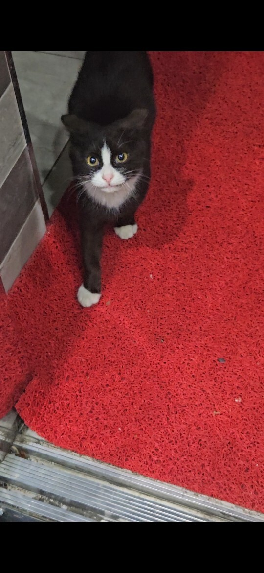 Binada baktığım yavru kedi?