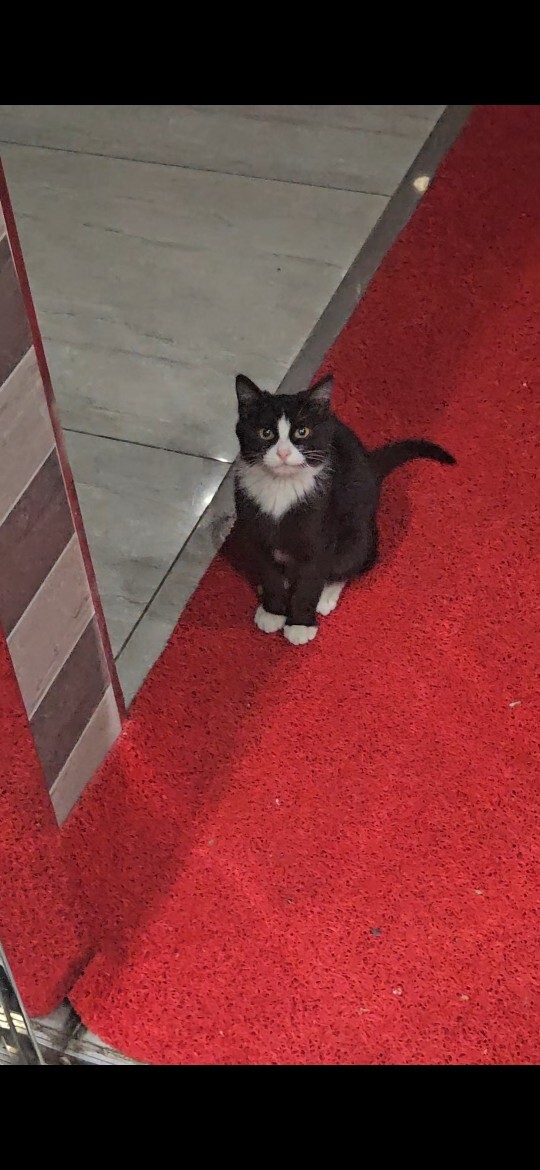 Binada baktığım yavru kedi?