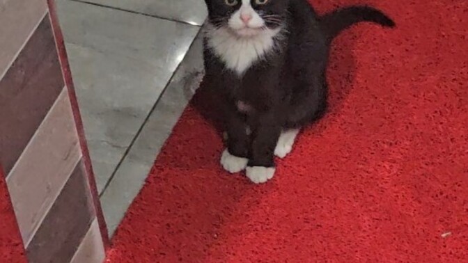 Binada baktığım yavru kedi?