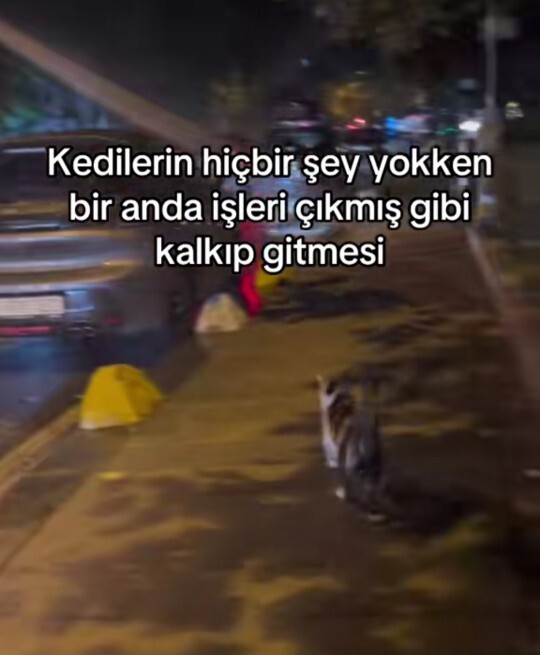 Kediler neden öyle 😂 ?