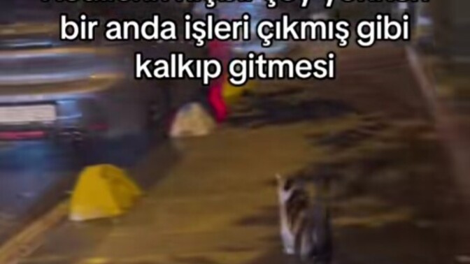 Kediler neden öyle 😂 ?