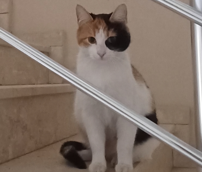 Bir çift meraklı göz tarafından dikizlenmek sizi rahatsız eder mi 👀?