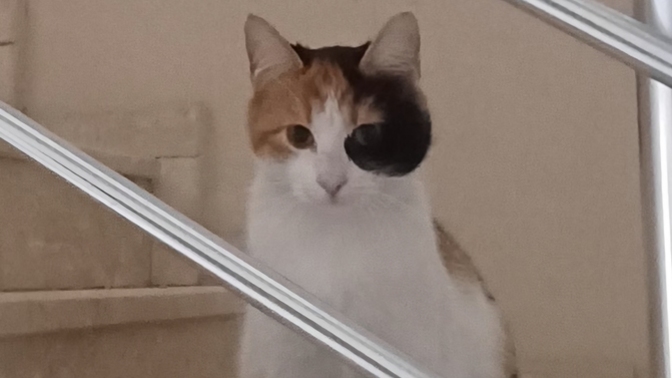 Bir çift meraklı göz tarafından dikizlenmek sizi rahatsız eder mi 👀?