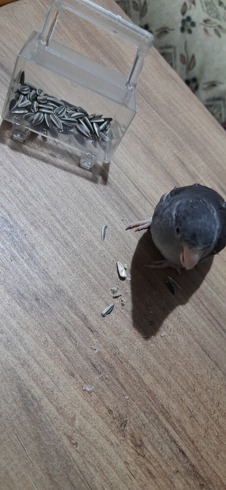 Kuş besleyen ve bilgisi olanlar help?