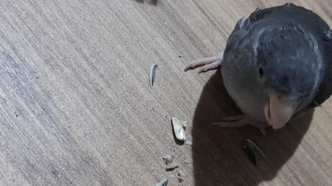 Kuş besleyen ve bilgisi olanlar help?