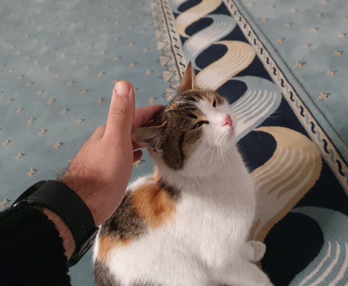 Kucağına bir kedi gelip otursa ne yaparsın?
