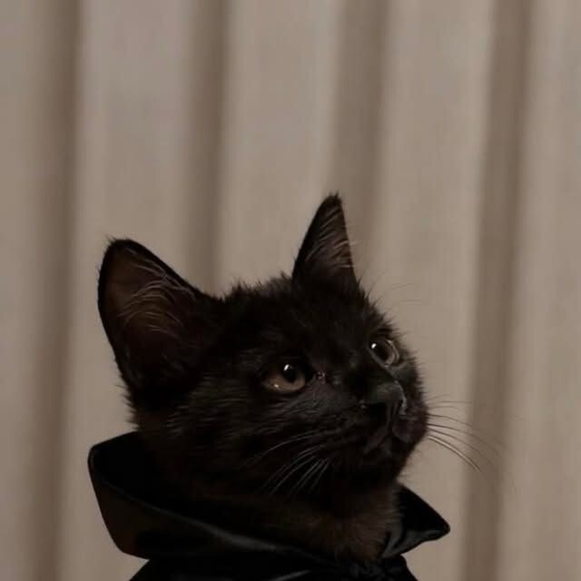 Kedi gibi sevilmek ister miydiniz?