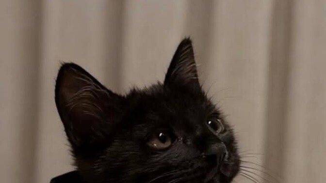 Kedi gibi sevilmek ister miydiniz?