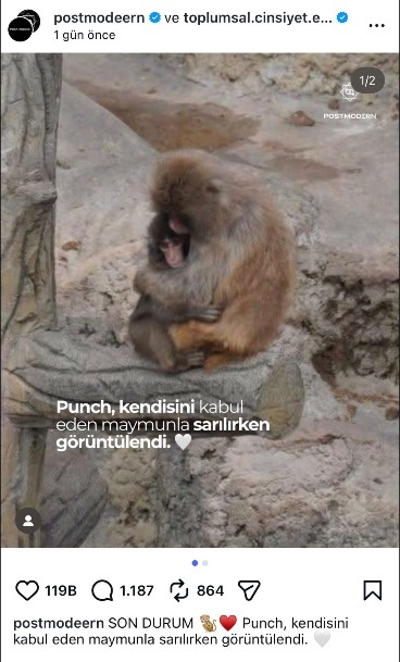 Sahipsiz yavru maymuna ağlıyorum?
