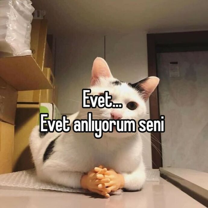 Kedi seni anlıyor ve üzülüyor.😓