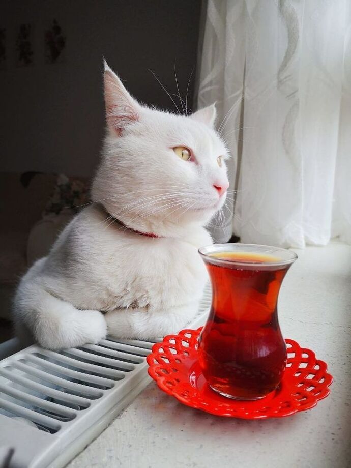 Çay içtim aşko afiyet olsun.🌸