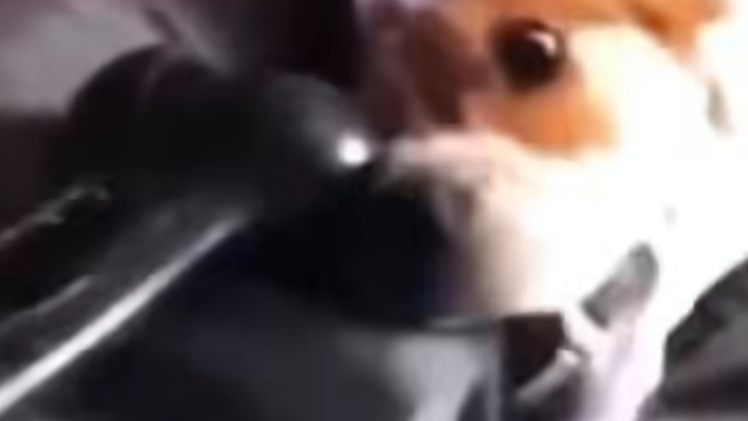 Komik videolar izlemek stresinizi azaltıyor mu?