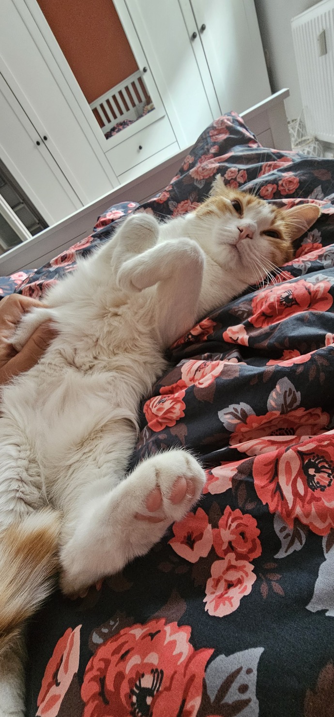 Bugün dünya kediler günüymüş 🐱kedileri severmisiniz?