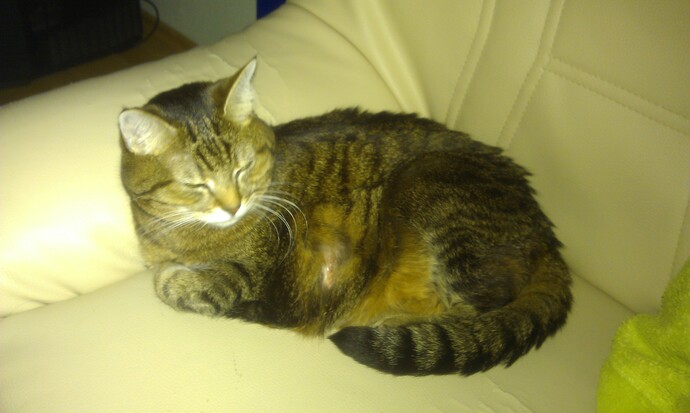 Bugün dünya kediler günüymüş 🐱kedileri severmisiniz?