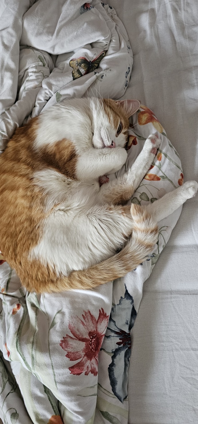 Bugün dünya kediler günüymüş 🐱kedileri severmisiniz?