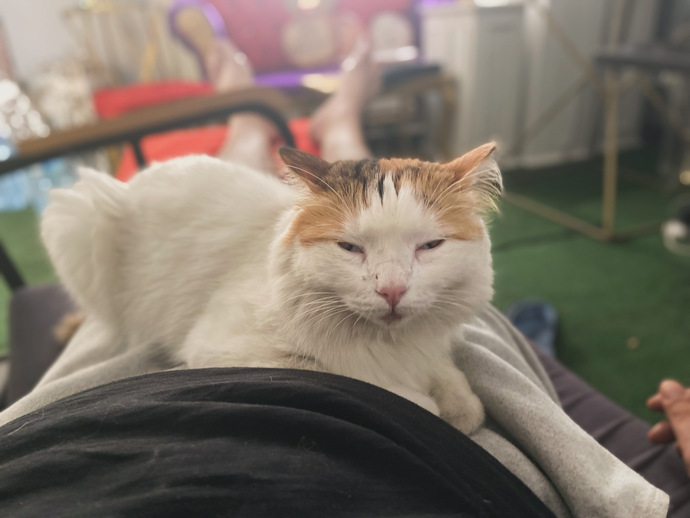 Bugün dünya kediler günüymüş 🐱kedileri severmisiniz?