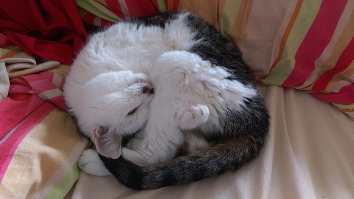Bugün dünya kediler günüymüş 🐱kedileri severmisiniz?