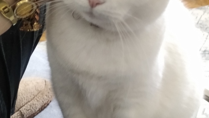 Bugün dünya kediler günüymüş 🐱kedileri severmisiniz?
