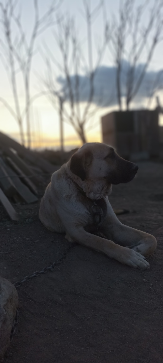 Köpeklerle aranız nasıl, her köpek cinsiyle kolay anlaşır mısınız?