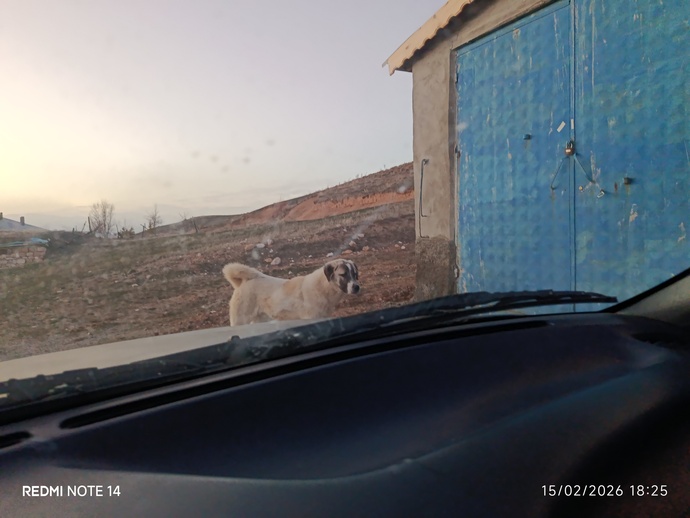 Köpeklerle aranız nasıl, her köpek cinsiyle kolay anlaşır mısınız?