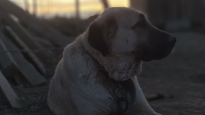 Köpeklerle aranız nasıl, her köpek cinsiyle kolay anlaşır mısınız?