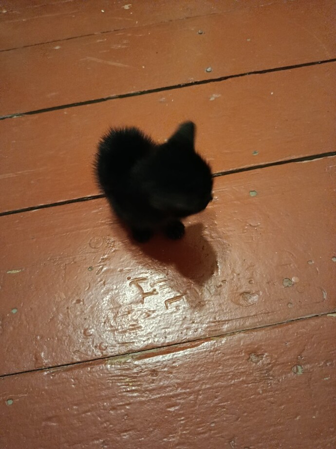 Küçük kedi sütle büyürmü?