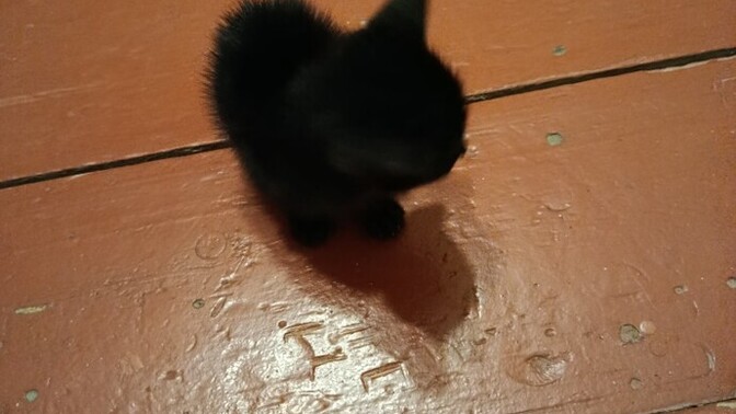 Küçük kedi sütle büyürmü?
