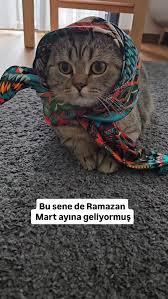 Ramazan ayında kediler neden bir anda coşuyor, sizde de Mart dönemi gibi davranışlar var mı?