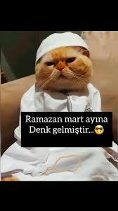 Ramazan ayında kediler neden bir anda coşuyor, sizde de Mart dönemi gibi davranışlar var mı?