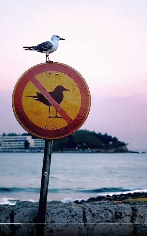 Kurallara uyar mısınız?