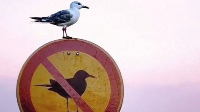 Kurallara uyar mısınız?