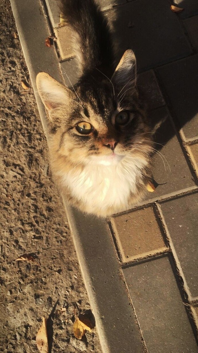 Kediniz sokağa çıkıyor mu?