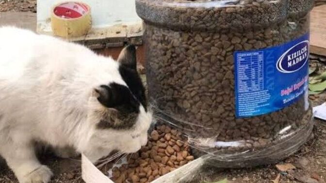 Sokak hayvanlarına mama ve su verme sevabına Ramazan'da da devam edecek misiniz?