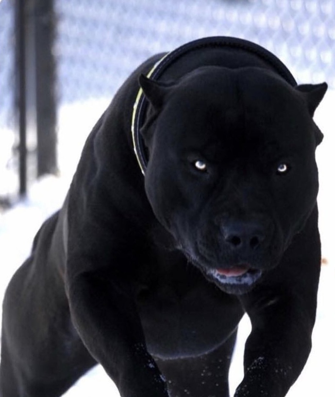 Bu köpek senin olsa adını ne koyardın?
