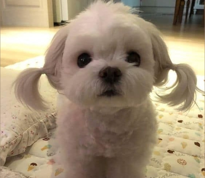 Bu köpek senin olsa adını ne koyardın?