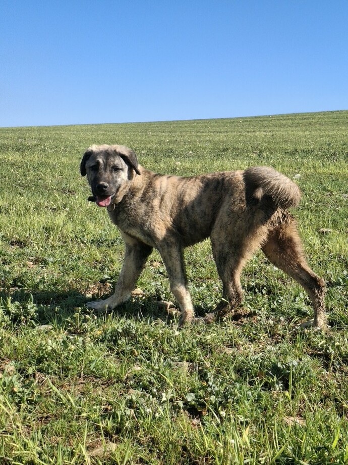 Bu köpek senin olsa adını ne koyardın?