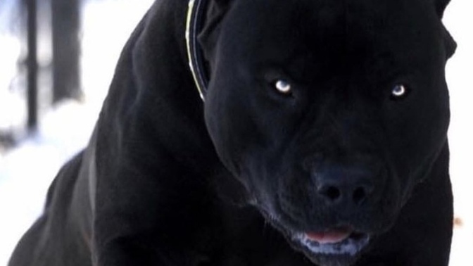 Bu köpek senin olsa adını ne koyardın?