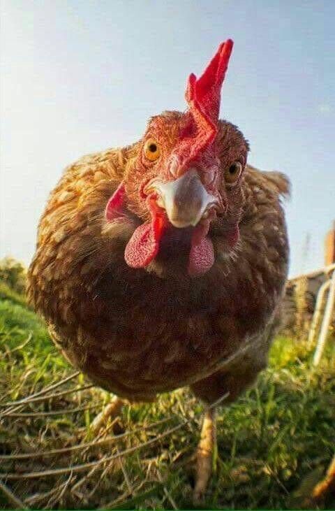 Et ve tavuk gördüm mü yiyemiyorum?