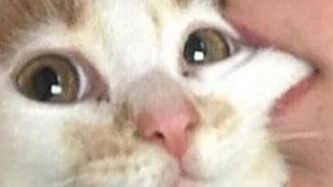 Kedi ısırmak orucu bozar mı?