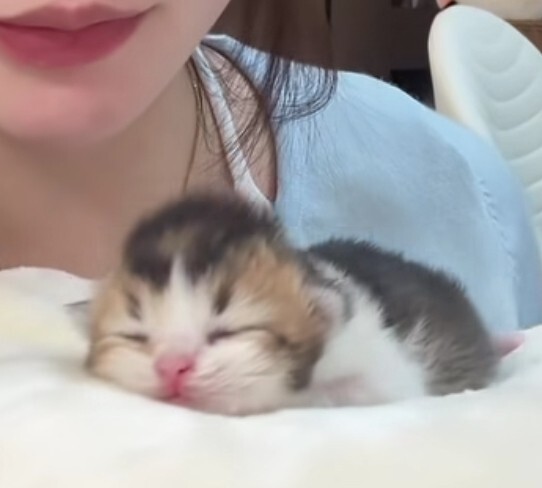 Bebek kedi sevmek isteyen var mı?