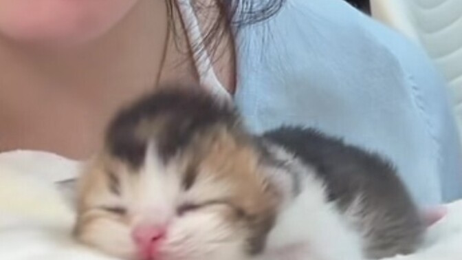 Bebek kedi sevmek isteyen var mı?