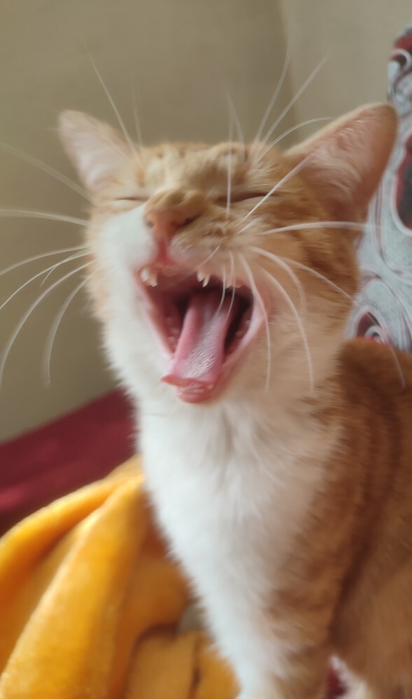 Sizin kediniz de kendini aslan sanıyor mu 🥰?