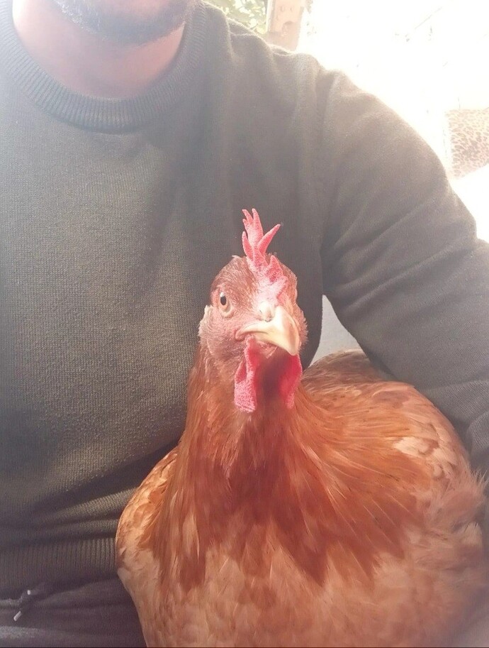 Tavuklar Olmasa Ekmek Bile Yiyemeyeceğimizi Biliyor Musunuz?