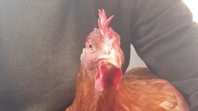 Tavuklar Olmasa Ekmek Bile Yiyemeyeceğimizi Biliyor Musunuz?