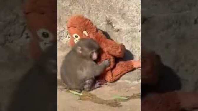 Nihilist Penguen Horoz Wilsondan sonra şimdi de Küçük Maymun Punch nedir, hayvanlar aleminde neler oluyor böyle?
