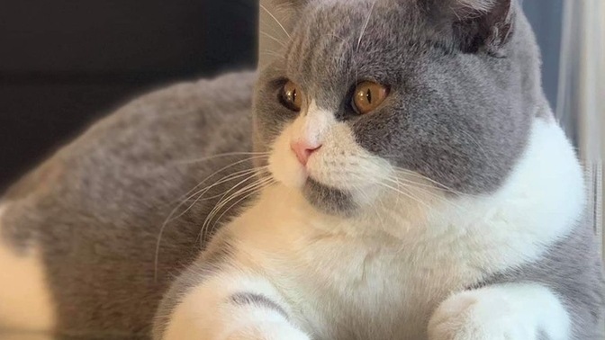 Evcil hayvanınız var mı, ne besliyorsunuz?