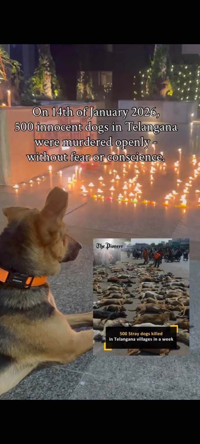Dünyanın her yerinde barınaklar aynı insanlar aynı, hayatı paylaşarak yaşamayı neden bilmiyorlar niye yok olmuyor bunlar?